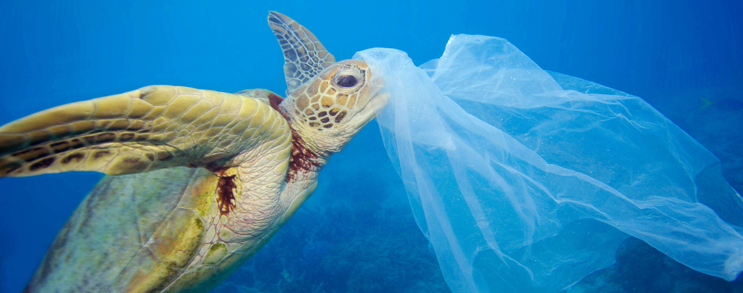 la pollution des mers
