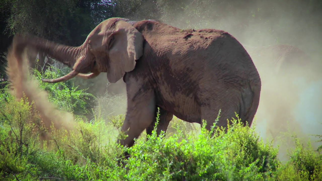 protection de la faune et la flore